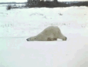 polar-bear-dragging-himself-around.gif