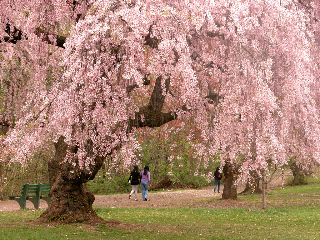 blooming tree