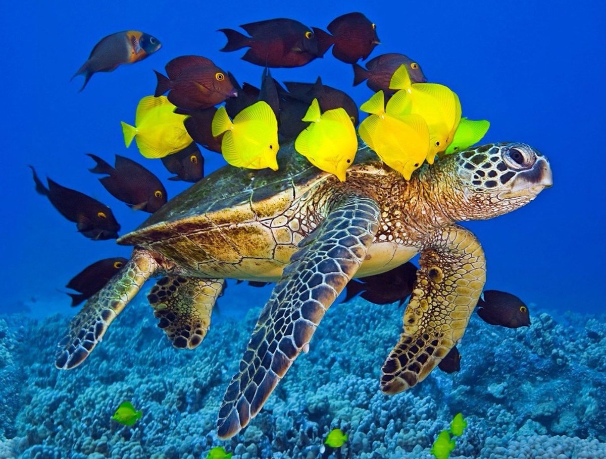 sweetrhythms-tweet-sea-turtle-with-fish