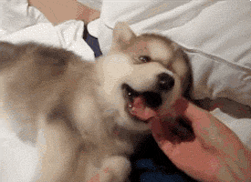 HappyPuppy_giphy
