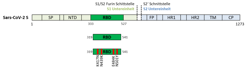 RBD_Regional_Antigenic_Vaccine_quadrupol-Mutante-3.png