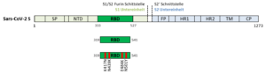 RBD_Regional_Antigenic_Vaccine_quadrupol-Mutante-3.png