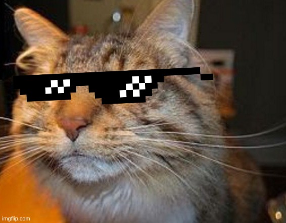 suspicious_cat_sunglasses.jpg