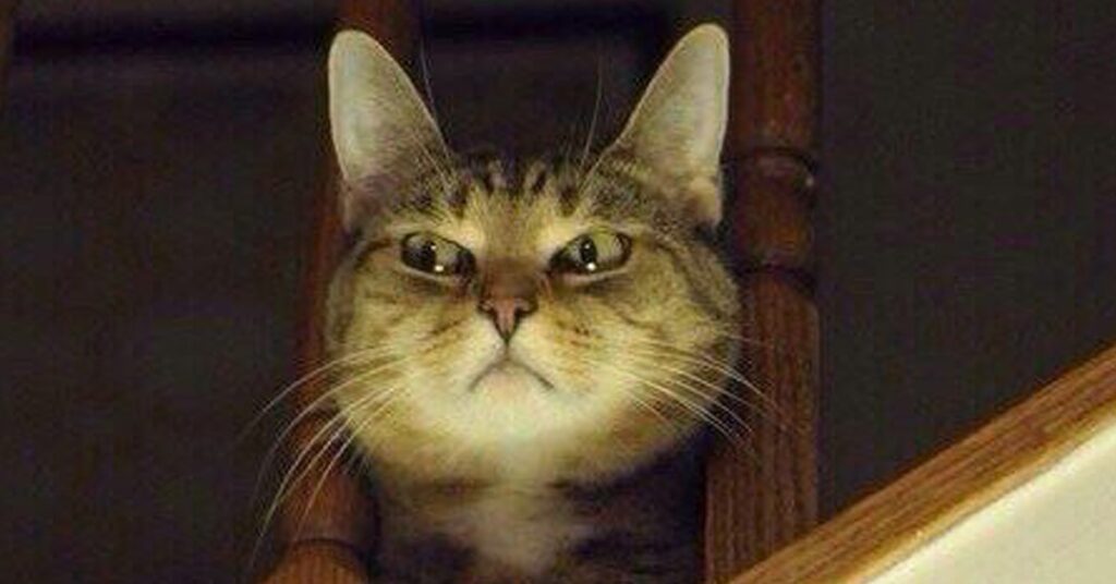 Suspicious Cat - TheseTruths.jpg