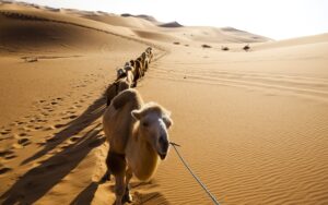 Oct 20 camel-widescreen-wallpaper-52001-53707-hd-wallpapers.jpg