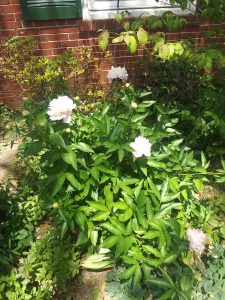 Peonies.jpg