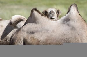 1322286412_camel