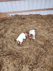 baby-goats