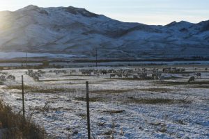 Alderspring-Sheep-in-Winter