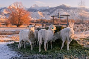 Alderspring-sheep-feeding