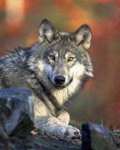 Alderspring-wolf-62898