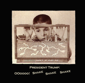 Trump-Ant-Farm