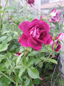 Double-rose-2018