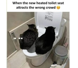 heated-toilet-seat
