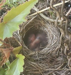 06-16-26-new-babies